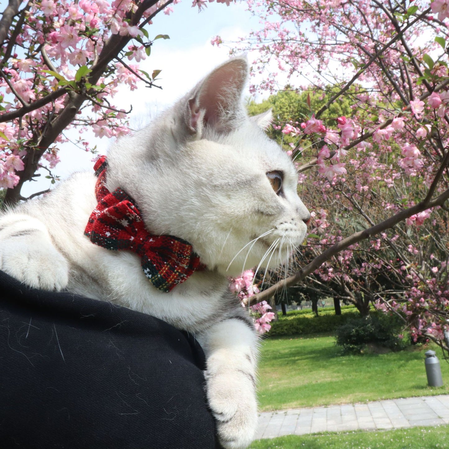 Red Striped Cat (or Puppy) Collar