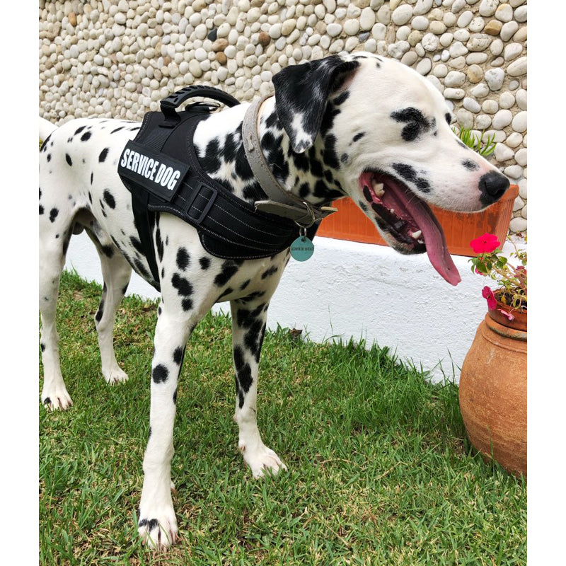 Service Dog - Dog Harness