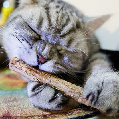 cat teeth cleaning natural pure catnip
